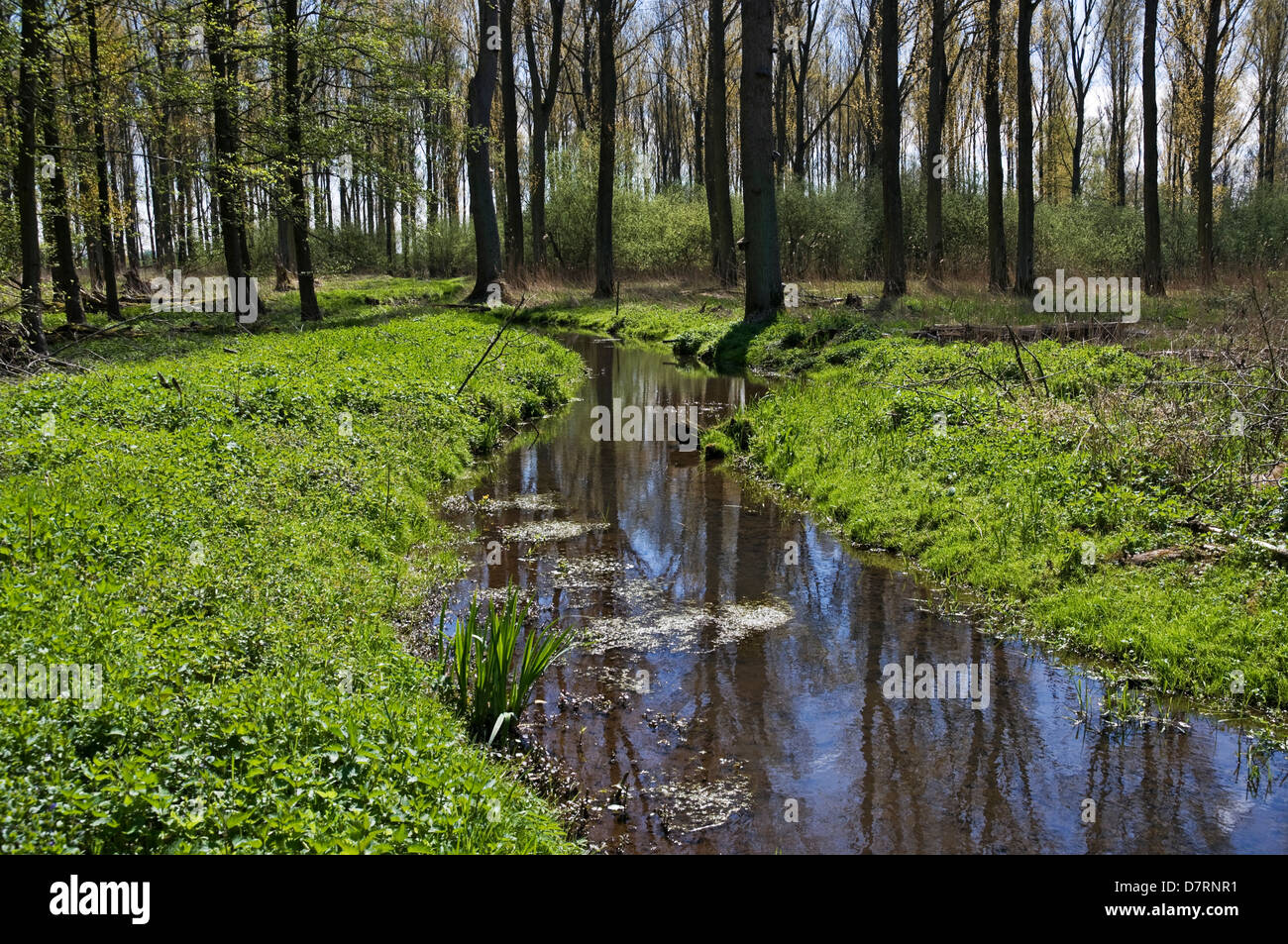 Naturschutzgebiet in Meerbusch, NRW, Deutschland. Stockfoto