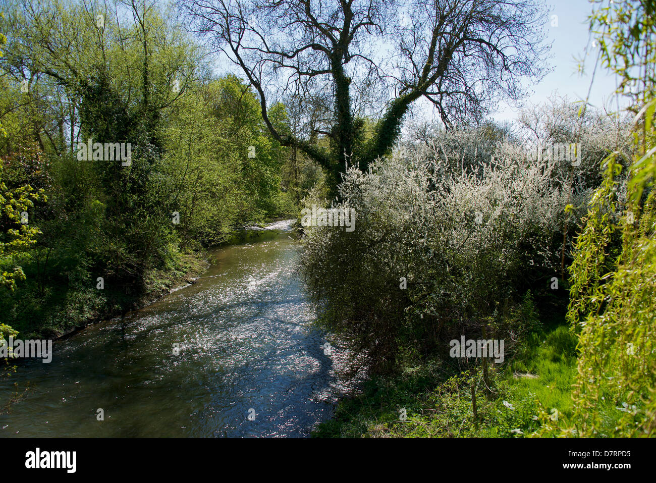 Den Fluss Mole und den Wald bei Brockham nahe Dorking, Surrey