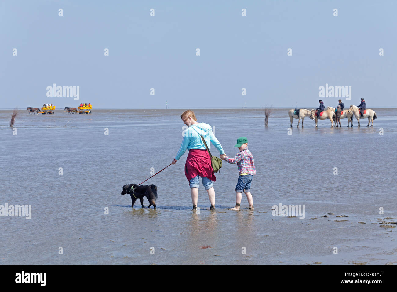 Mutter Sohn und Familie Hund zu Fuß durch die Gezeitenzone Wattenmeer ...