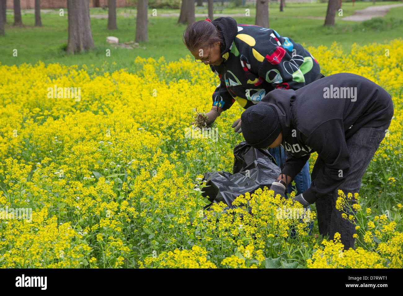 Freiwillige entfernen die invasive Knoblauchsrauke von einem Stadtpark in Detroit Stockfoto
