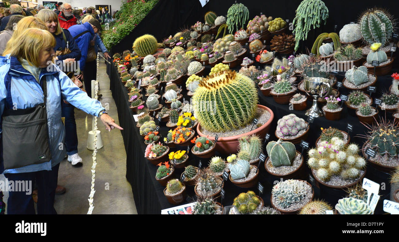 Damen auf der Suche in der Kaktus-Anzeige im Harrogate Spring Flower Show Yorkshire Stockfoto