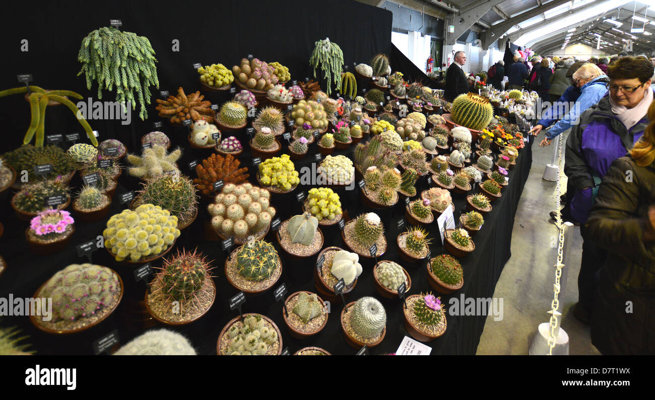 Damen auf der Suche in der Kaktus-Anzeige im Harrogate Spring Flower Show Yorkshire Stockfoto