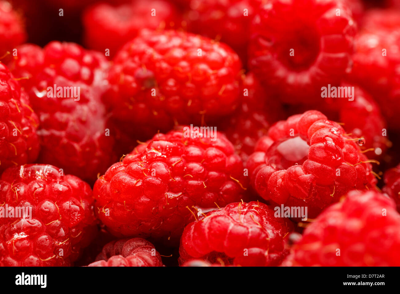 USA, Oregon, Keizer, rote Himbeeren sofort nach dem abspülen Stockfoto