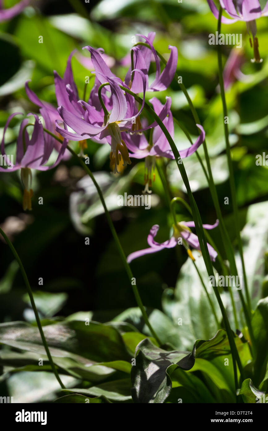 Erythronium blüht in Howick Hall in Northumberland. Stockfoto