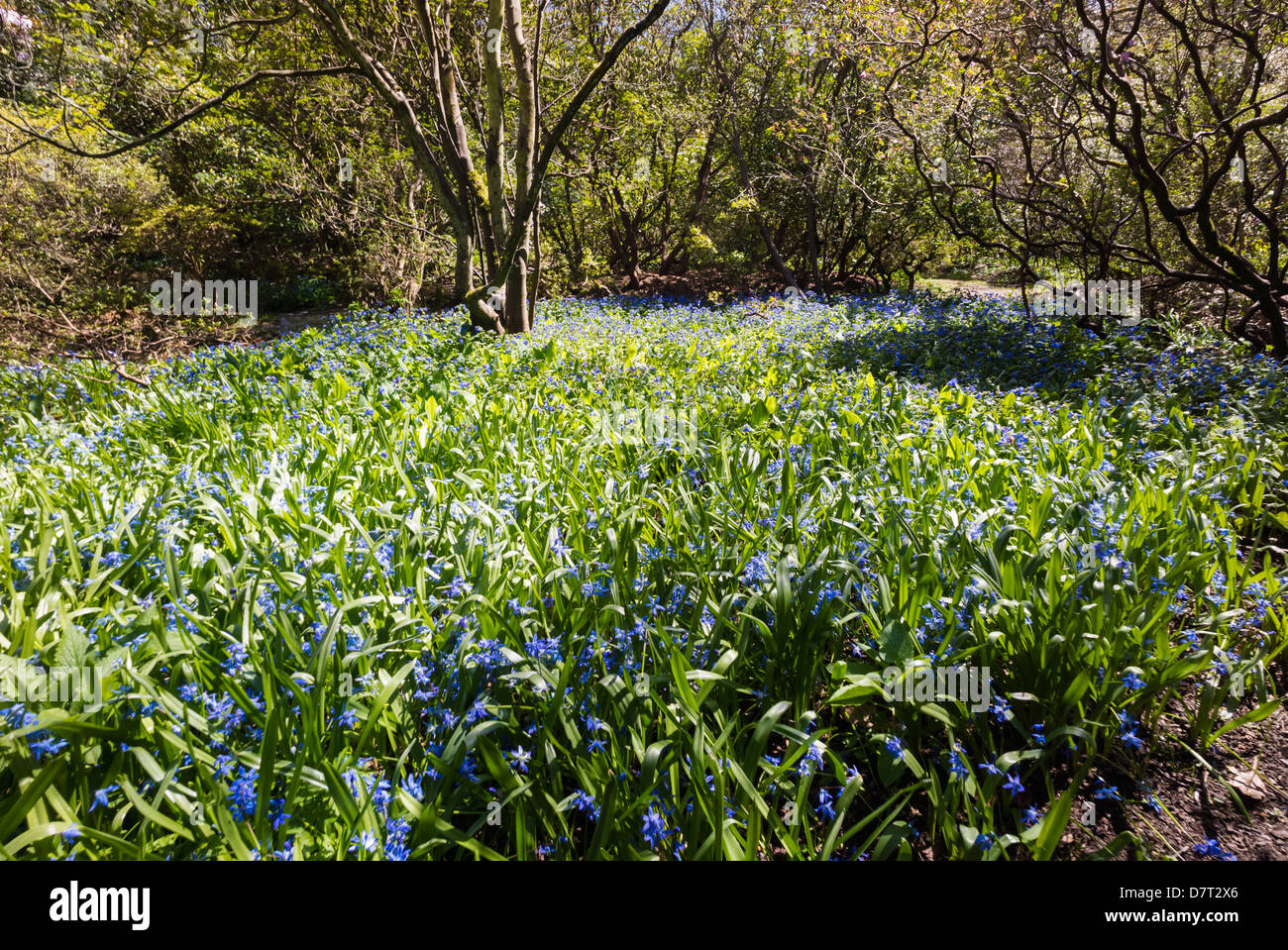 Scilla Sibiric in Blume an Howick Halle in Northumberland. Stockfoto