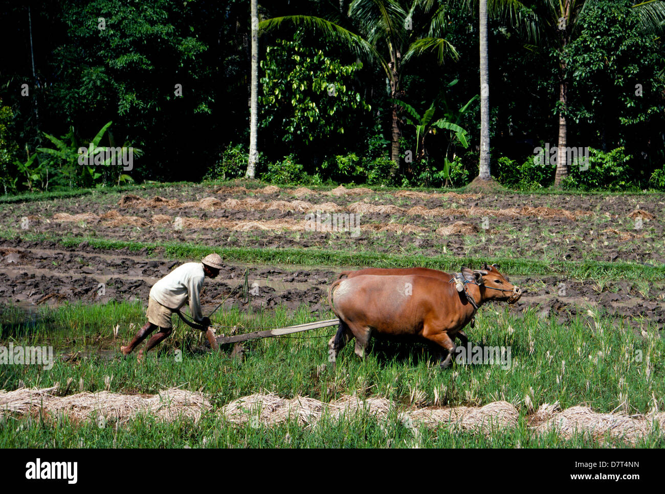 Ein paar Kühe ziehen einen Hand-Pflug, geleitet von einem alten balinesischen Bauern durch Reisfelder in der Nähe von Pejeng auf der Insel Bali in Indonesien in Südostasien. Stockfoto