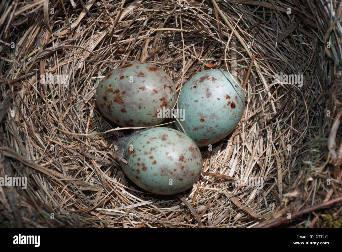 Mistle Trush Nest mit drei Eiern Nahaufnahme Stockfoto
