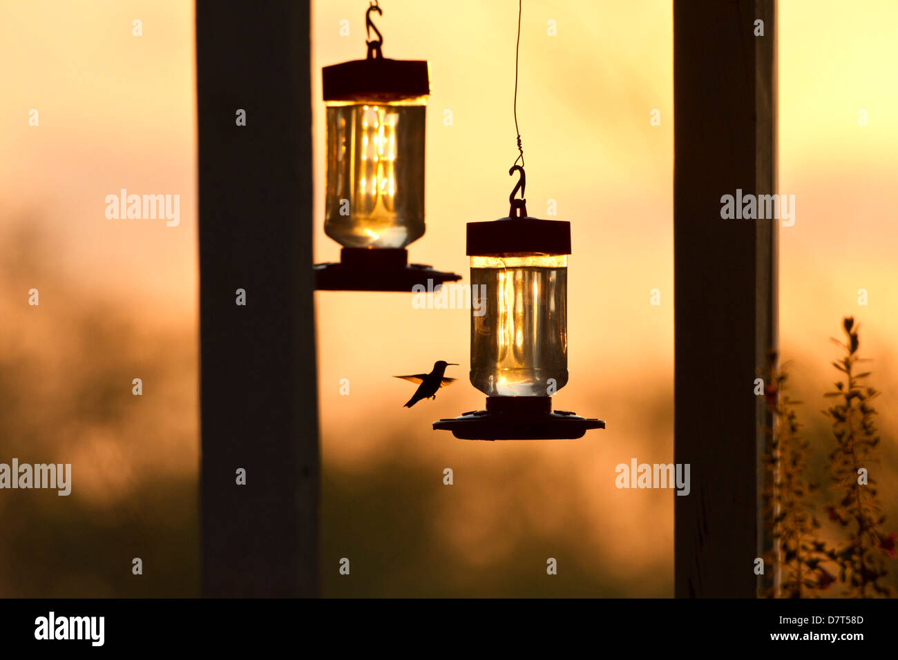 Kolibris bei Einzug vor Sonnenaufgang, Texas, USA. Stockfoto
