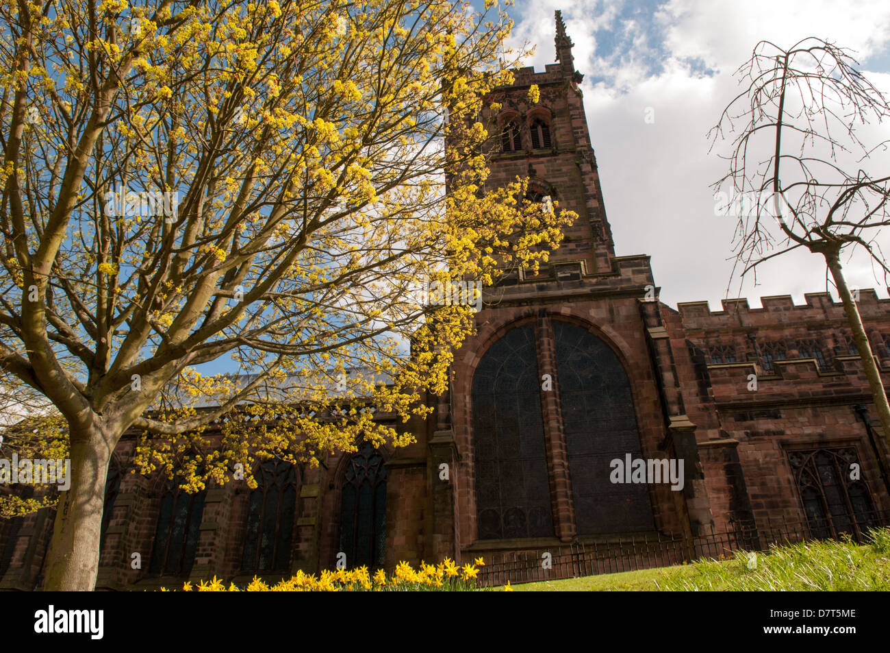 Wolverhampton St. Peter's Collegiate Church zu Ostern mit Bäumen im Frühjahr blühen, und gelbe Narzissen auf den kirchlichen Gärten Stockfoto