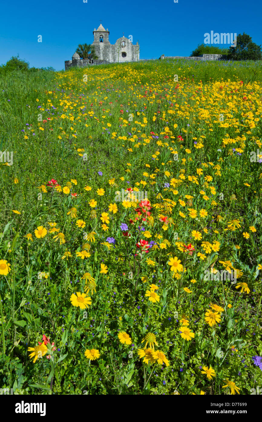 Wildblumen in Presidio La Bahia, Goliad, Texas, USA. Stockfoto