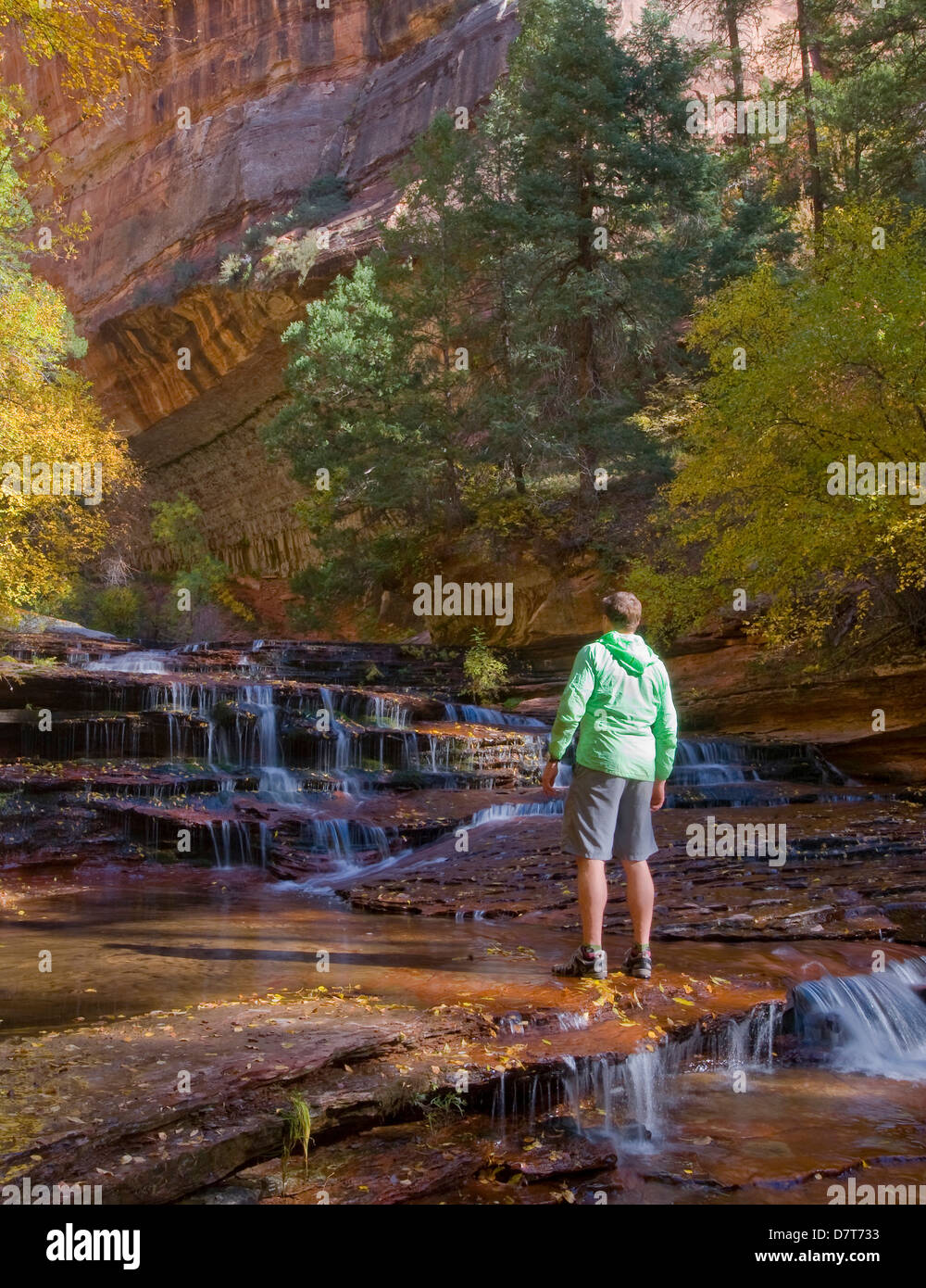 Erzengel-Kaskade, linke Gabel of North Creek von Virgin River, Zion National Park, in der Nähe von St. George, Utah, Herbstfarben. (MR) Stockfoto