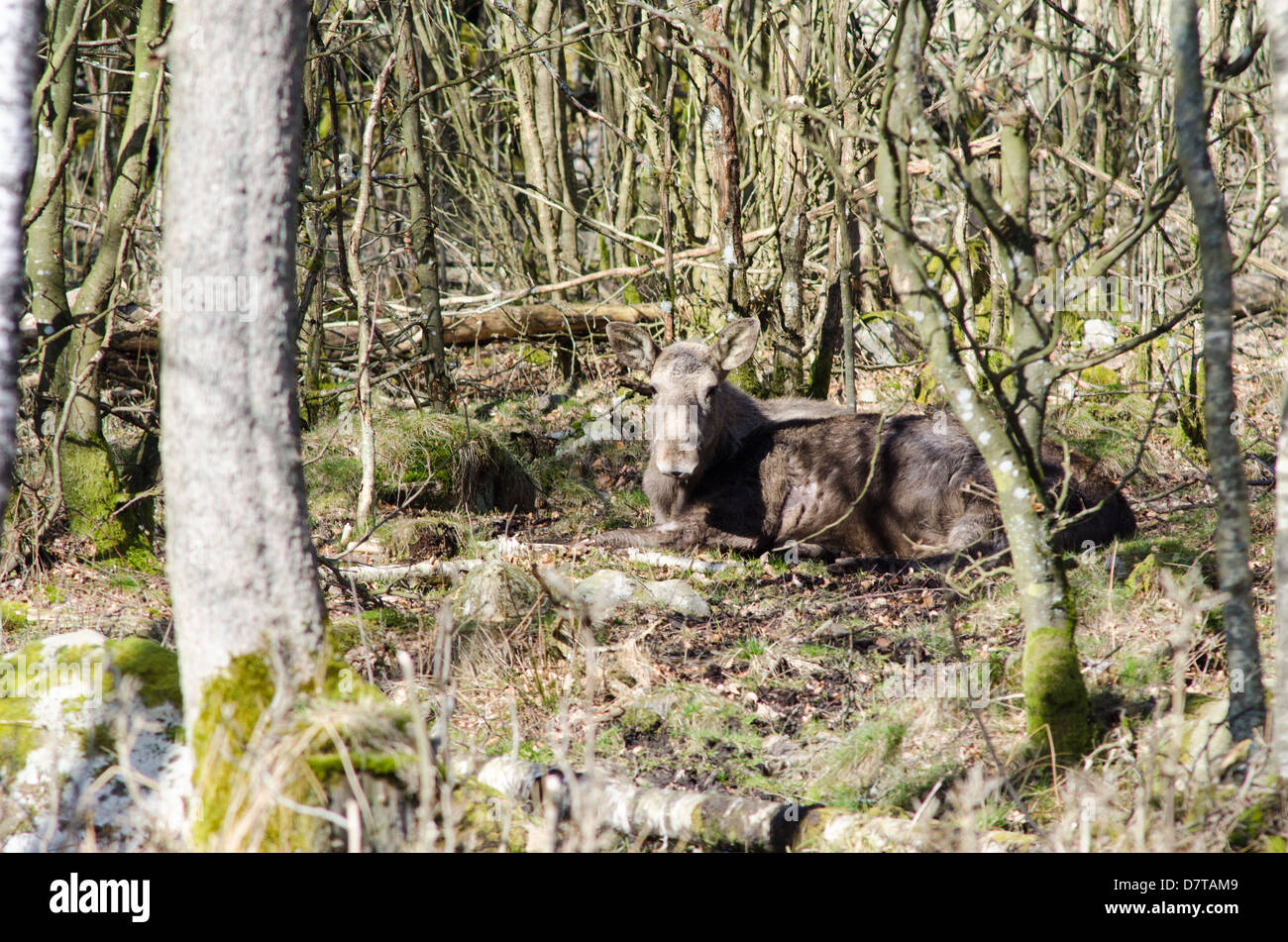 Weibliche Elche oder Eurasische Elch, alces alces, in seiner natürlichen Umgebung Stockfoto