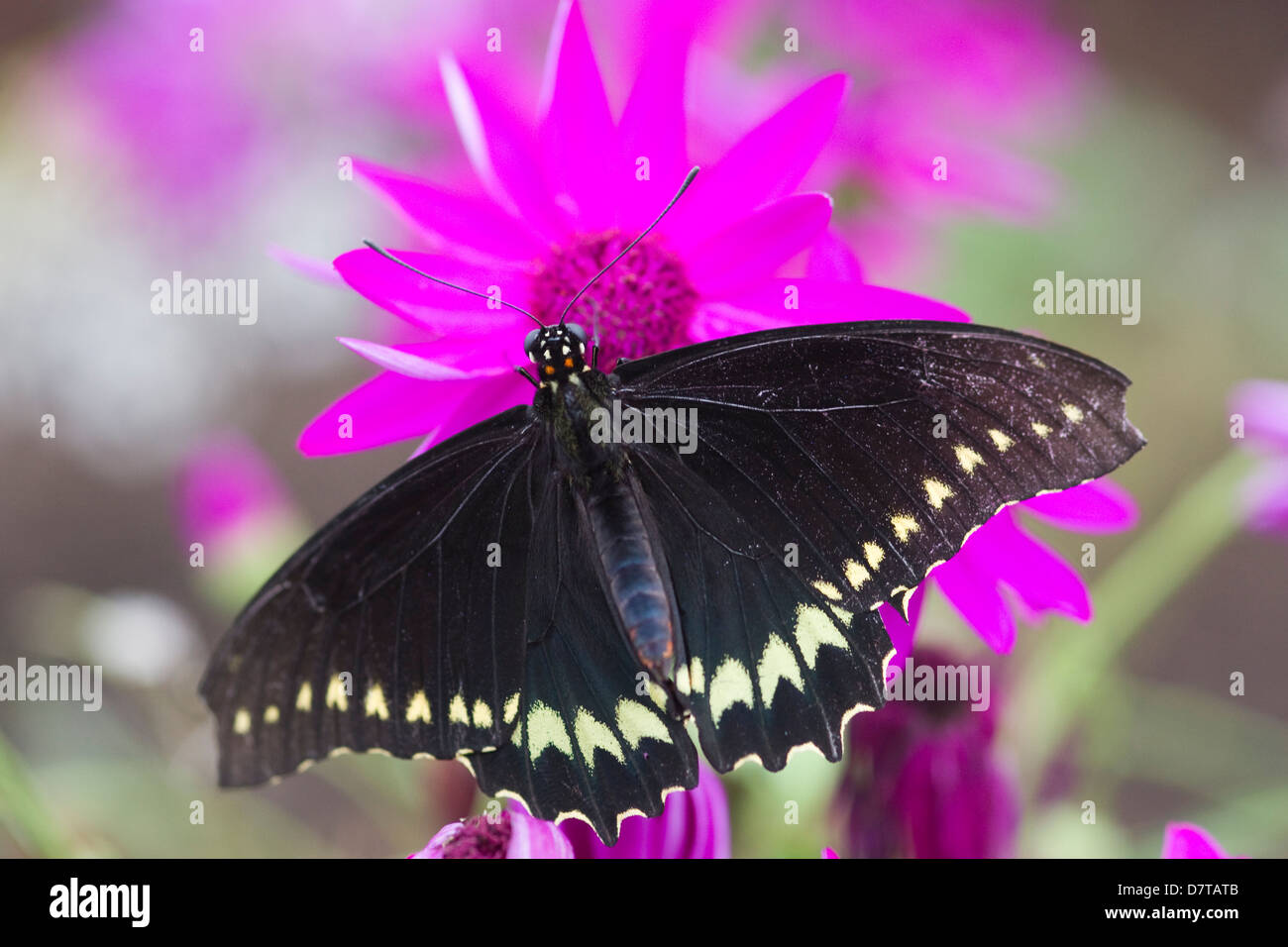 Spotted Black Crow Euploea Crameri ruht auf einer rosa Blume Zukunft Gärten Schmetterling Welt Chiswell grün Hertfordshire Engl Stockfoto