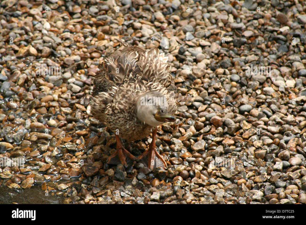 Die Ente! Eine weibliche Ente schütteln sich trocken, auf einige Kieselsteine getarnt. Stockfoto