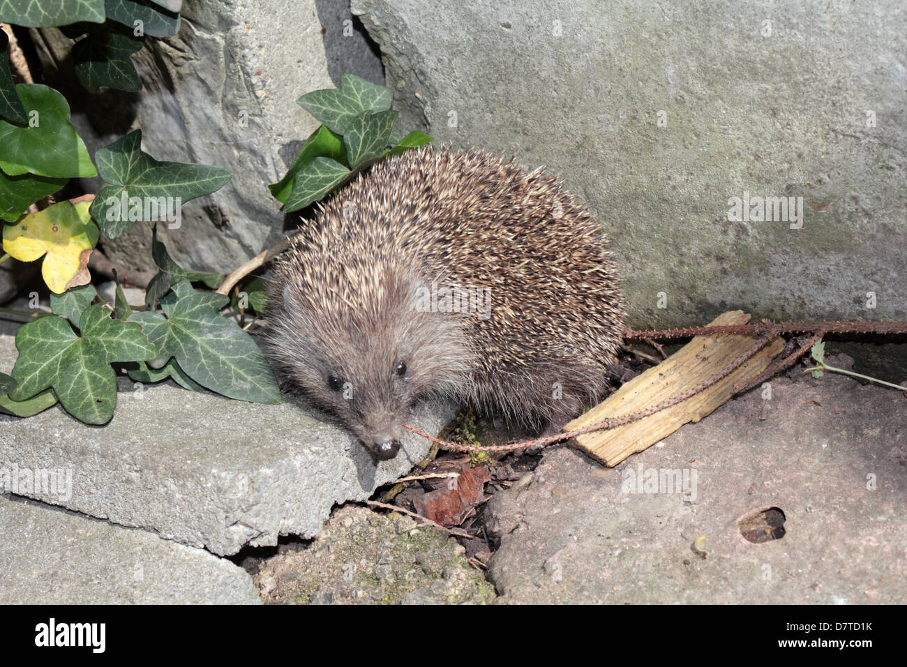 Eine Niedliche Igel In Meinem Garten Gefunden Stockfoto Bild