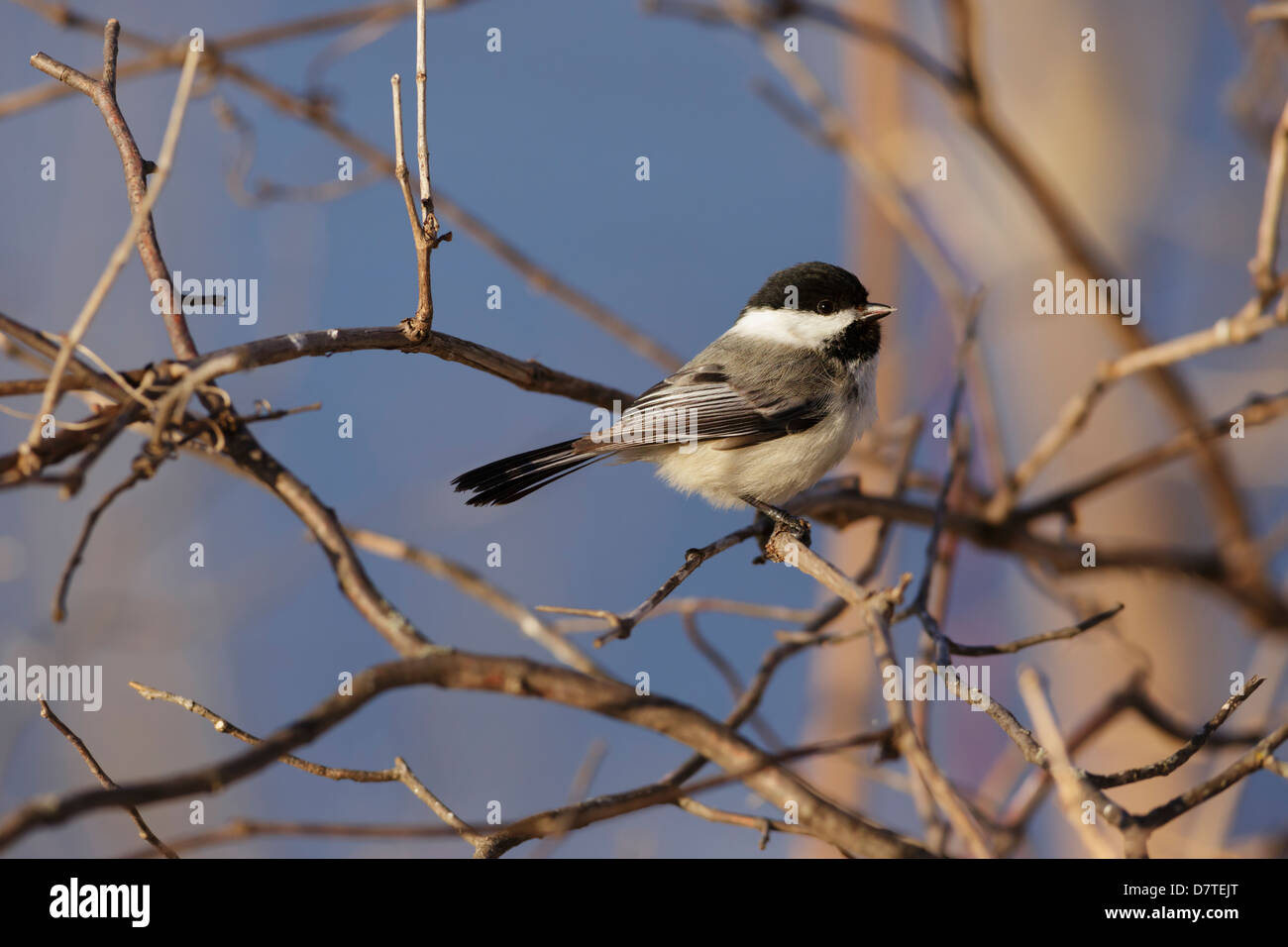 Schwarz-capped Chickadee (Poecile Atricapillus) im späten Winter Baum. Stockfoto