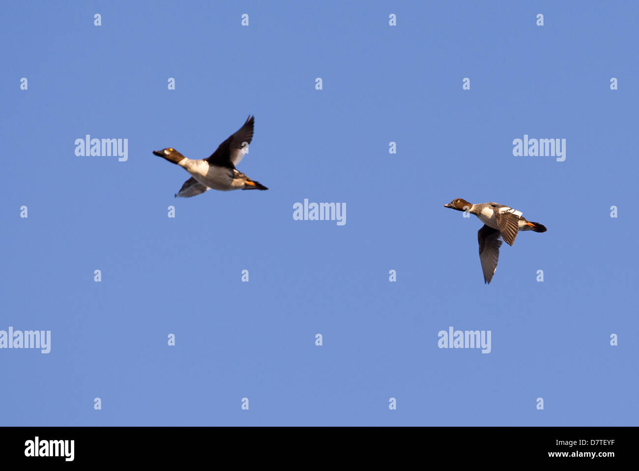 Schellenten (Bucephala Clangula Americana), erste Winter-Männchen und Weibchen im Flug Stockfoto