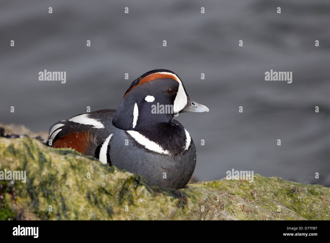 Harlekin Ente (Histrionicus Histrionicus Histrionicus), männliche in der Zucht Gefieder ruht auf einem Felsen-Steg Stockfoto