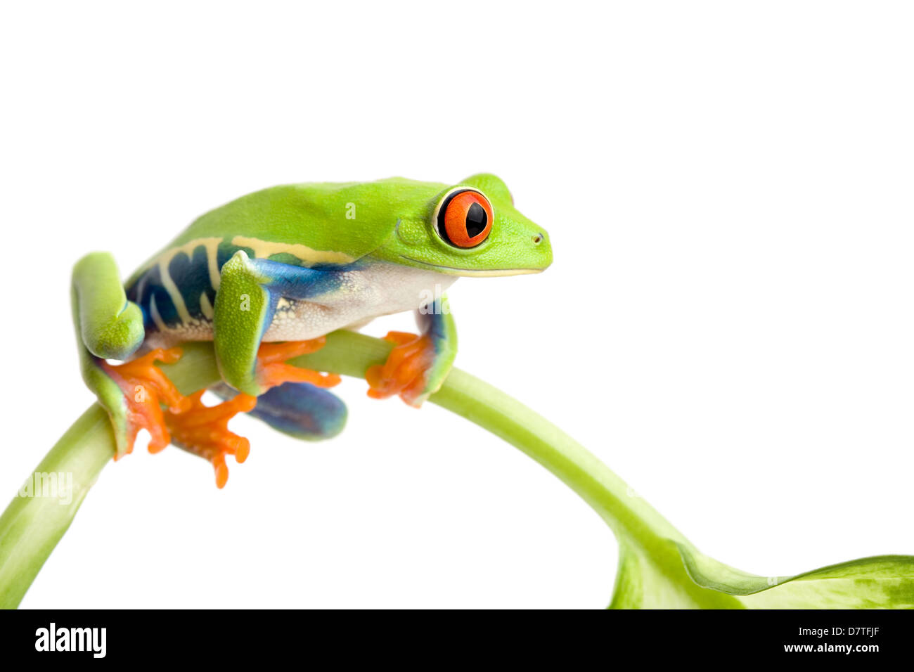 Frosch sitzt auf einem Stamm isoliert auf weißem, rotäugigen Baumfrosch (Agalychnis Callidryas) Stockfoto