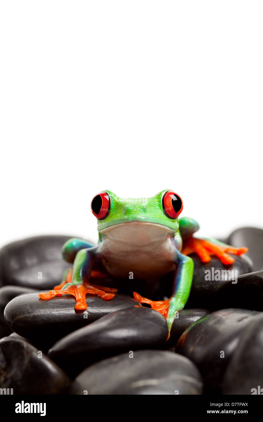 rotäugigen Baumfrosch sitzen auf Felsen, Blick in die Kamera, die isoliert auf weiss Stockfoto