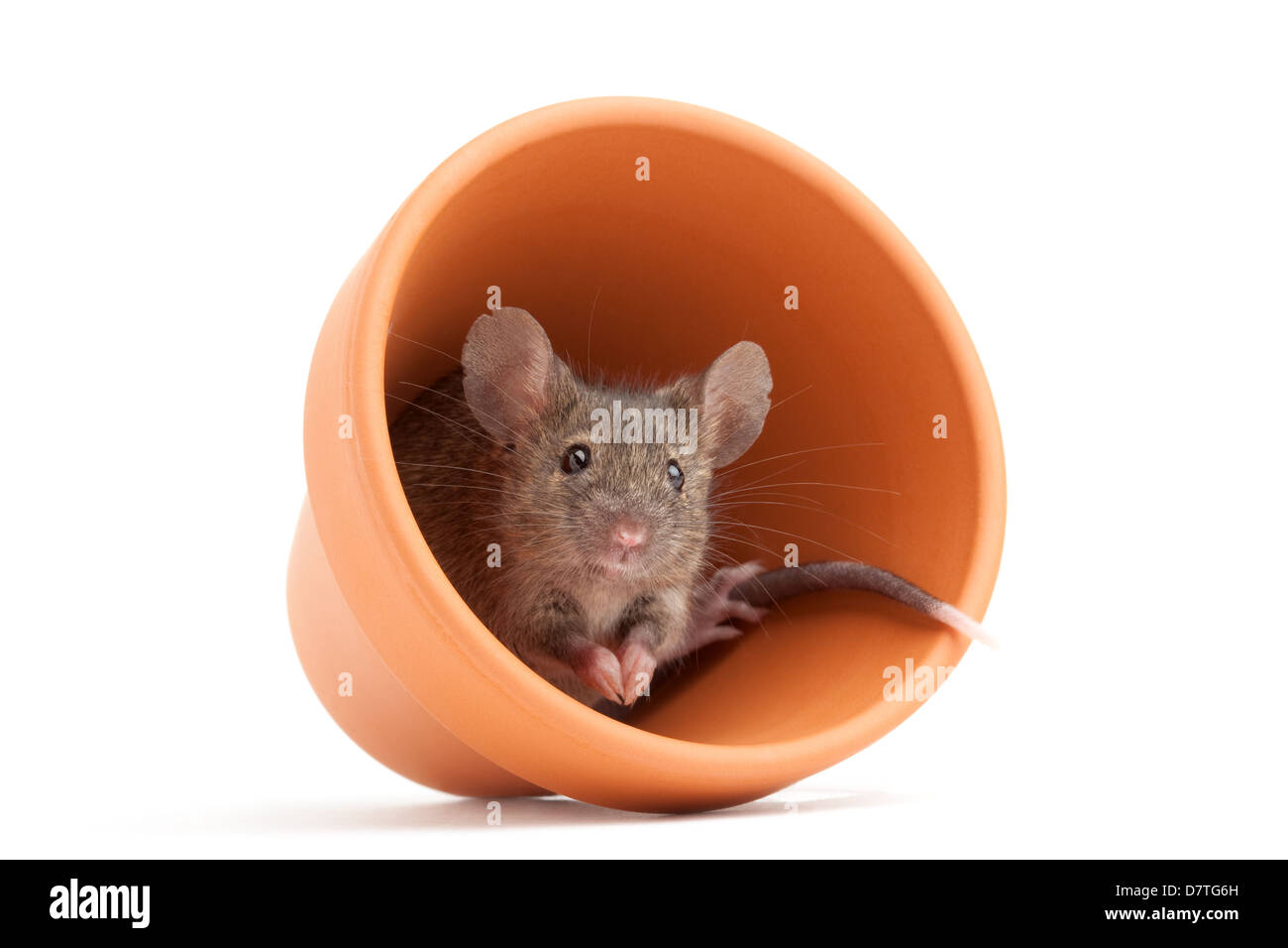 graue Maus aus einem Blumentopf isoliert auf weiss Stockfoto