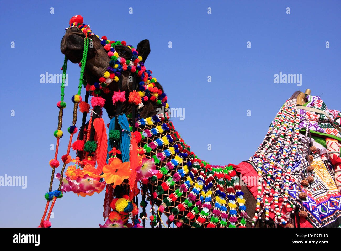 Porträt von geschmückten Kamel, Jaisalmer, Rajasthan, Indien Stockfoto