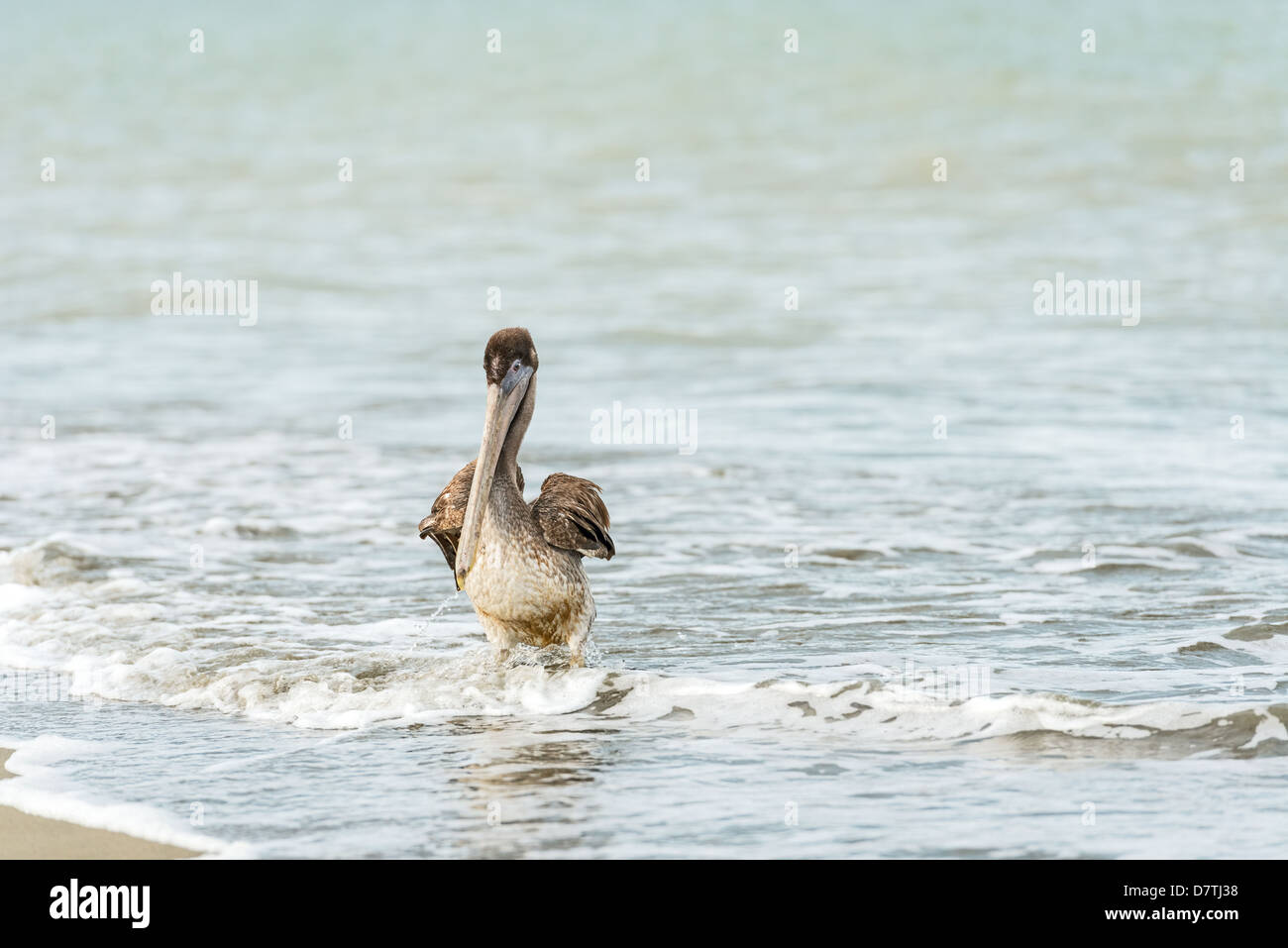 Brauner Pelikan (Pelecanus Occidentalis Carolinensis) im El Rompio Strand in Panama Stockfoto