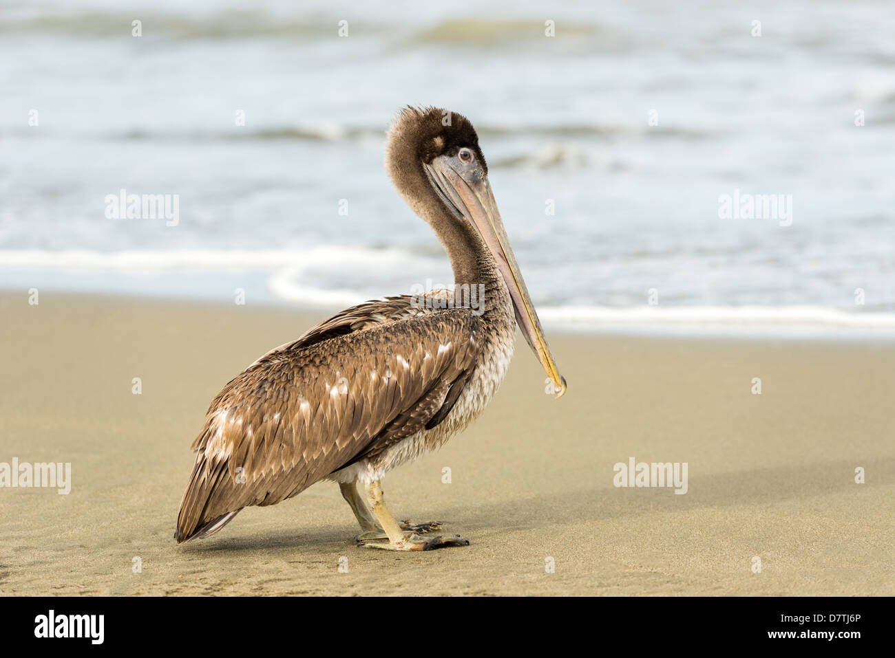 Brauner Pelikan (Pelecanus Occidentalis Carolinensis) im El Rompio Strand in Panama Stockfoto