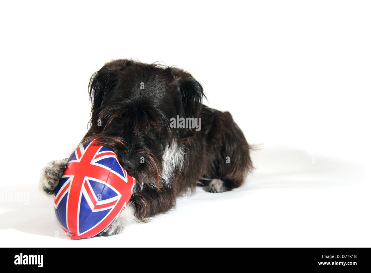 Jackapoo Hund fotografiert in einem Studio geeignet für Ausschnitt Stockfoto