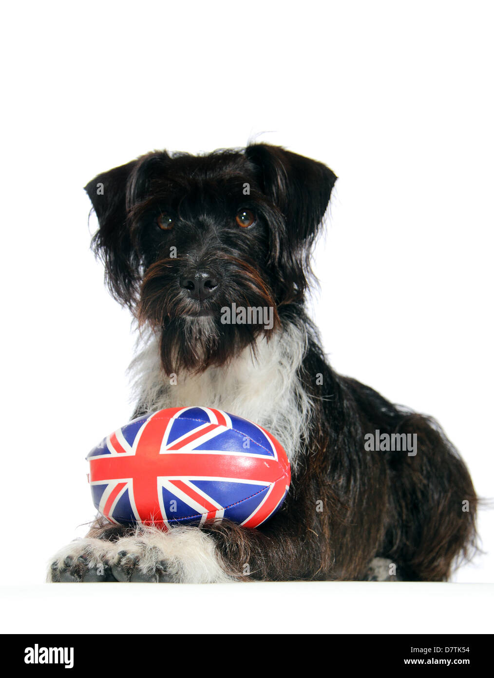 Jackapoo Hund fotografiert in einem Studio mit einem Union Jack-Rugby-Ball geeignet für Ausschnitt Stockfoto
