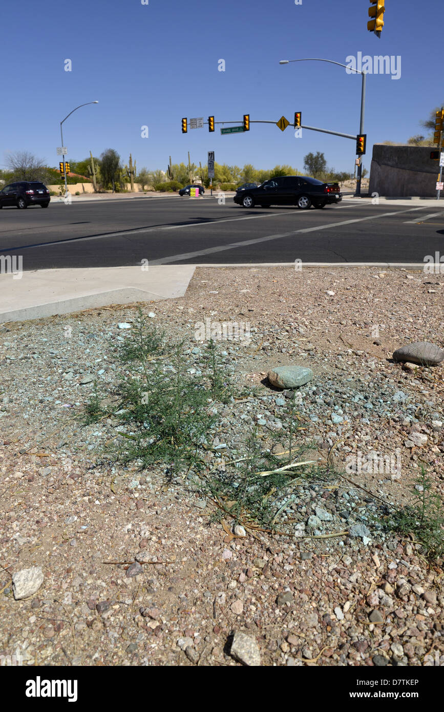 Ein Herbizid aufgebracht, am Straßenrand Unkraut in Tucson, Arizona, USA. Stockfoto