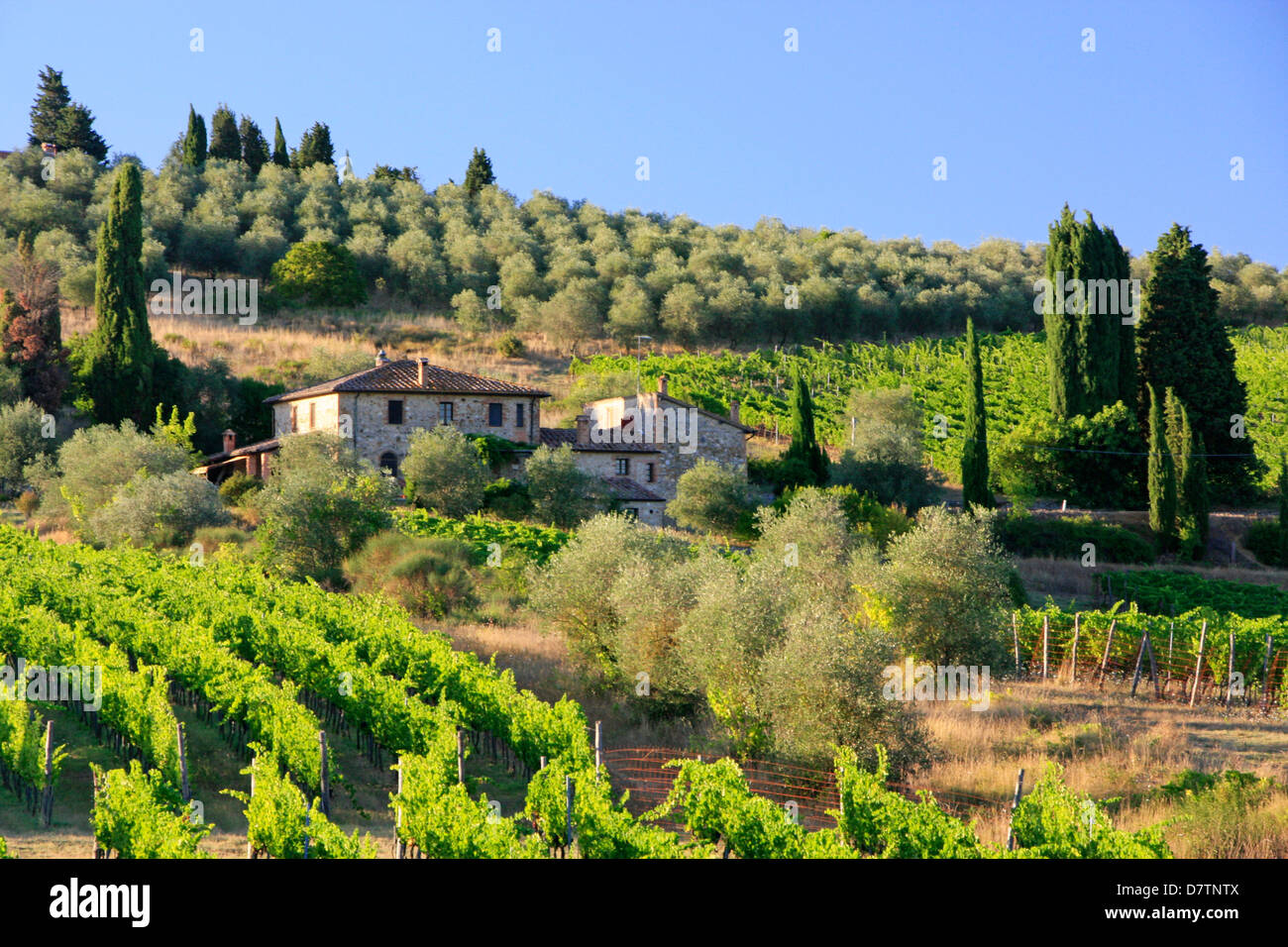 Country-Szene, Toskana, Italien Stockfoto