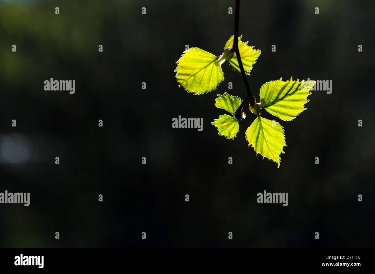 Hintergrundbeleuchtung bei neuen Blätter glänzend Birke Stockfoto