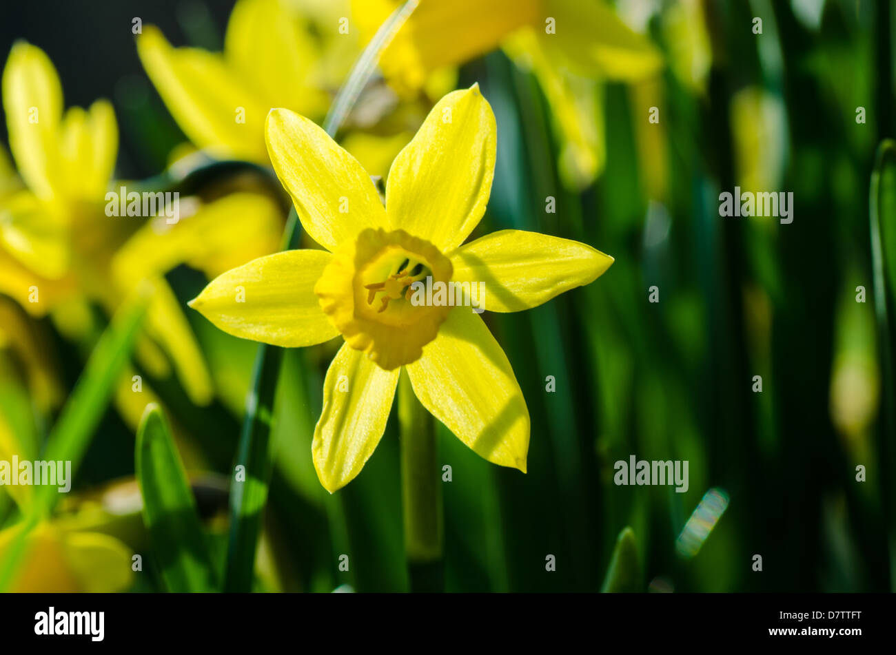 Nahaufnahme einer gelben Lilie der Fastenzeit in ein Beet im Frühjahr Stockfoto