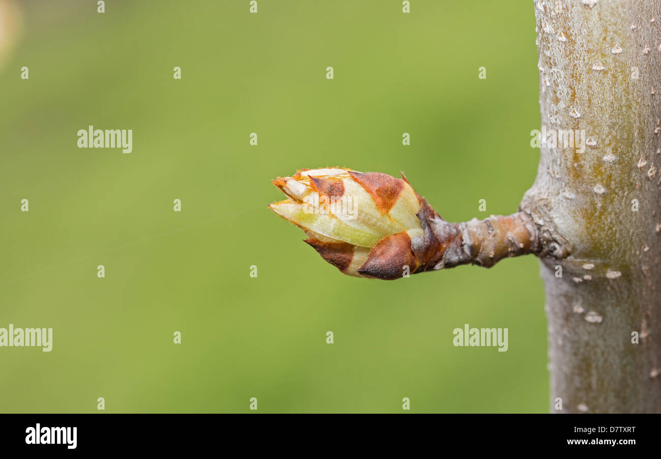 Eearly Bühne von apple Stockfoto
