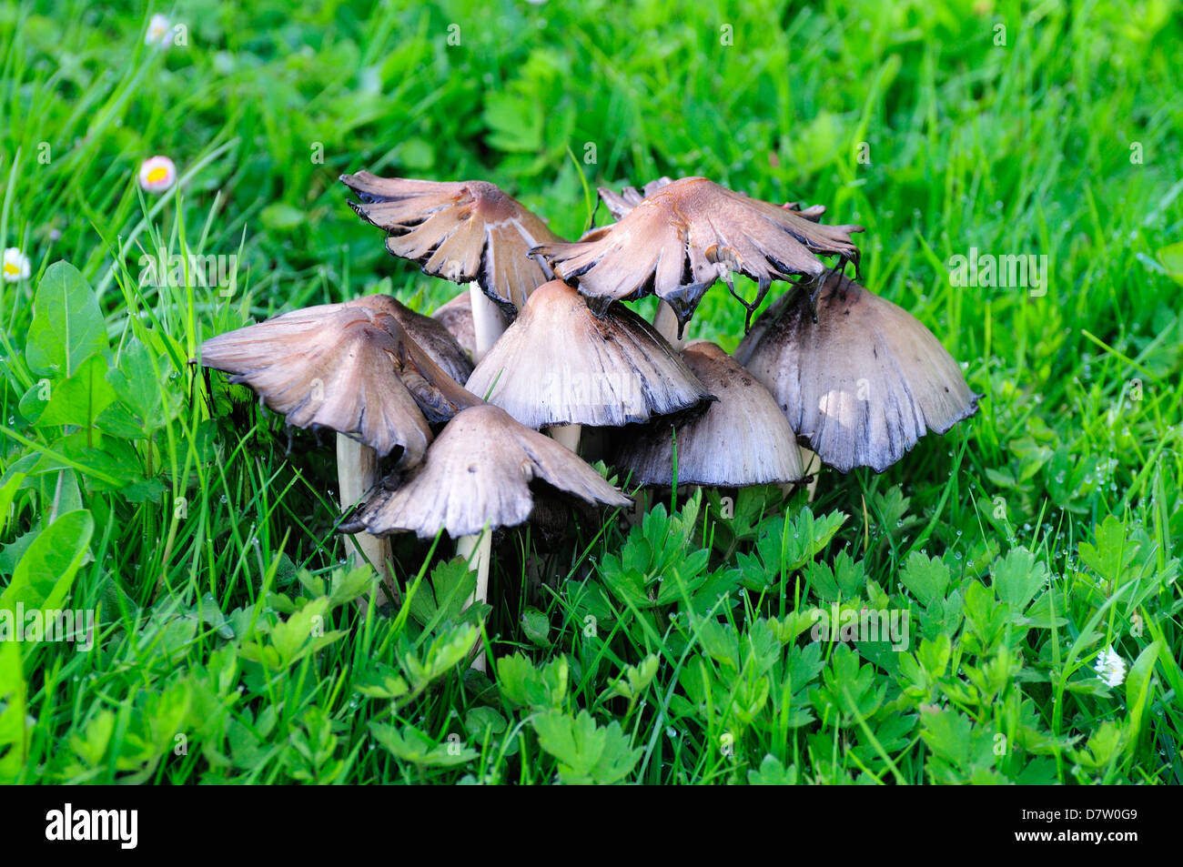 Gemeinsamen Tinte Cap Mushroom (Coprinus Atramentarius) auf der Wiese im Garten. Kent, England. 12. Mai 2013. Stockfoto