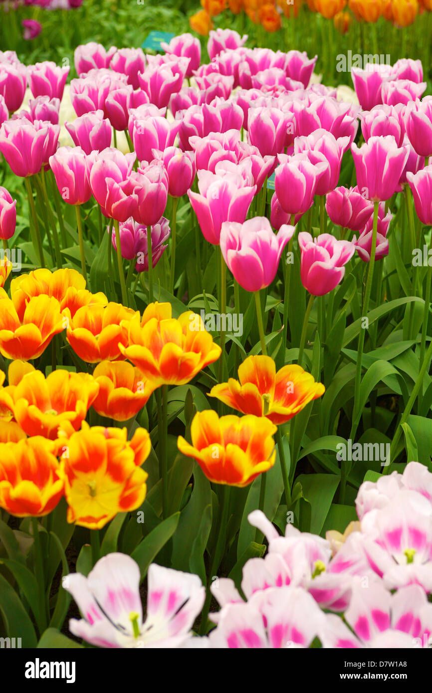 Tulpen, Keukenhof Gärten, Lisse, Niederlande Stockfoto