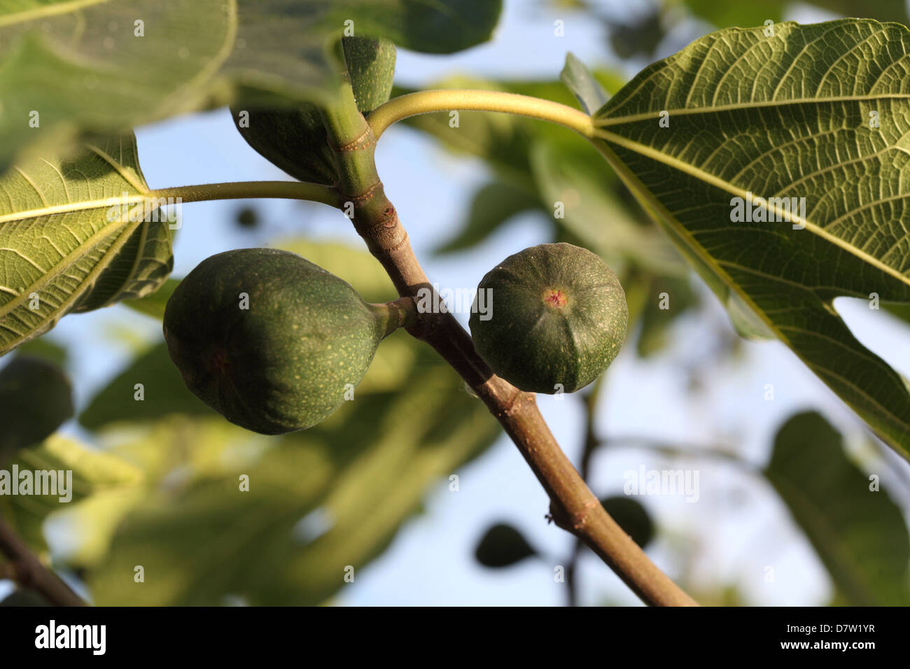 Feigen auf einen Brunch, Griechenland, Stockfoto