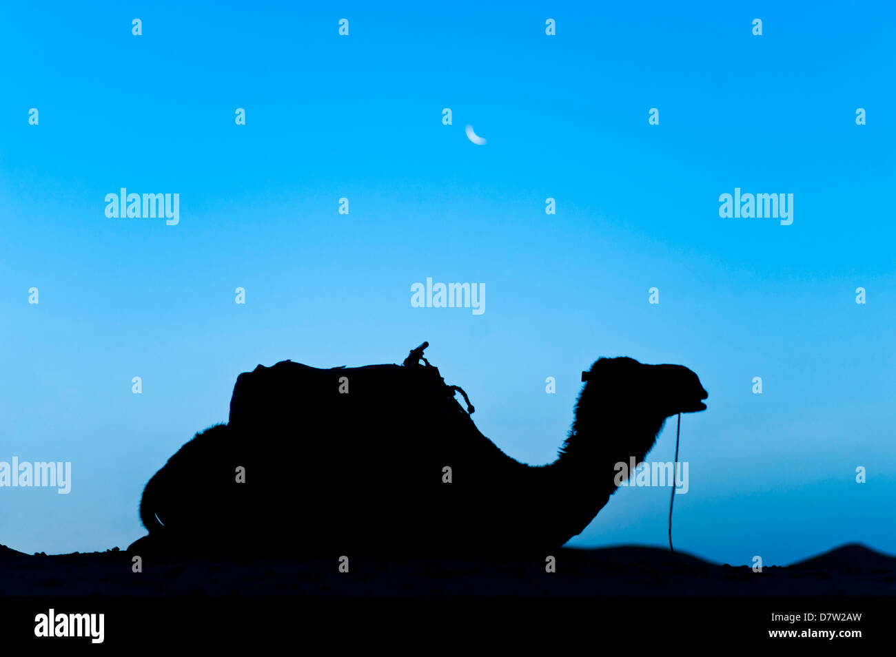 Silhouette von einem Kamel in der Wüste bei Nacht, Erg Chebbi Wüste, Marokko, Nordafrika Stockfoto