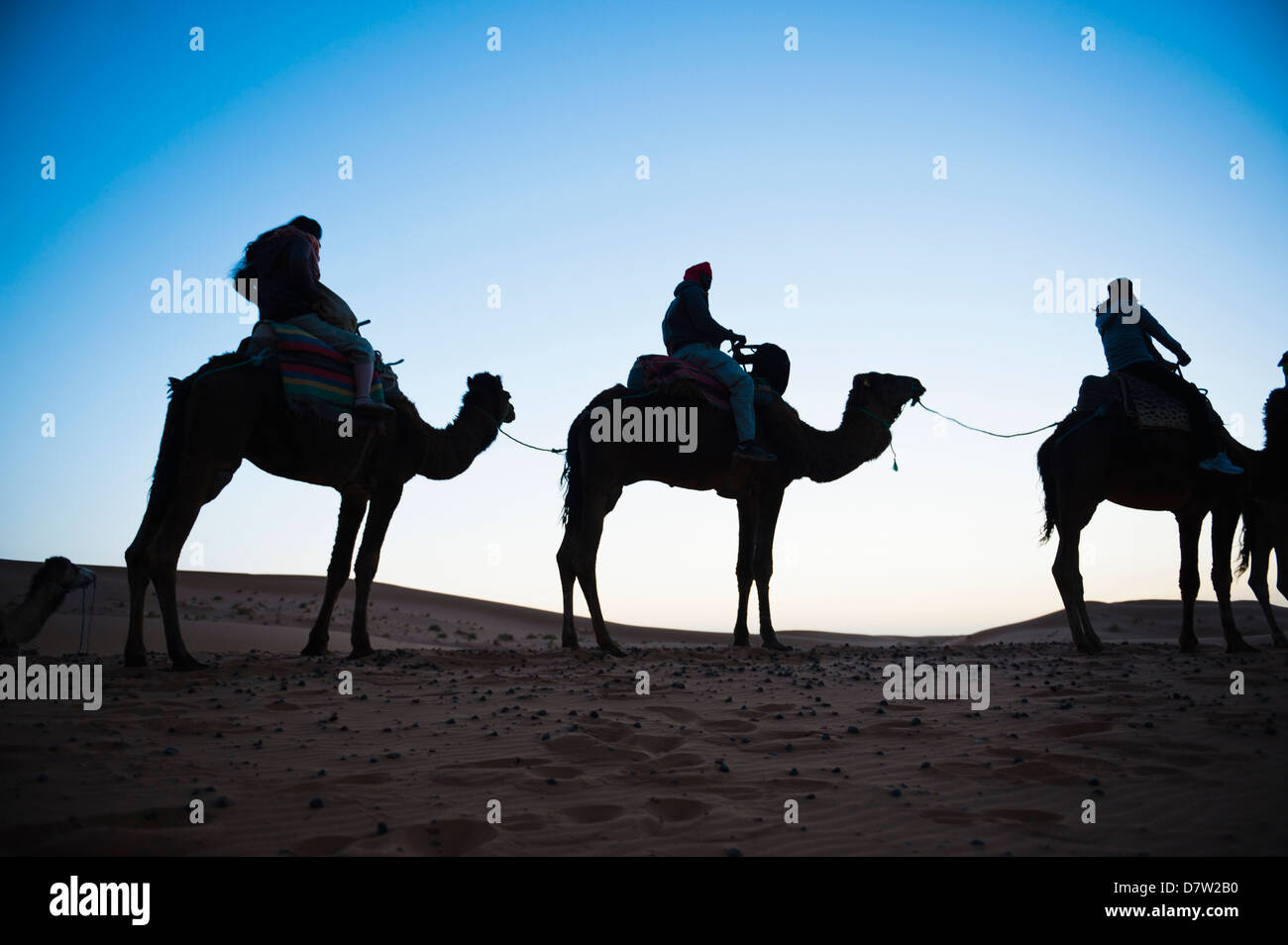 Touristen, die Silhouette auf einem Kamel zu reiten, bei Nacht, Erg Chebbi Wüste Sahara Wüste in der Nähe von Merzouga, Marokko, Nordafrika Stockfoto