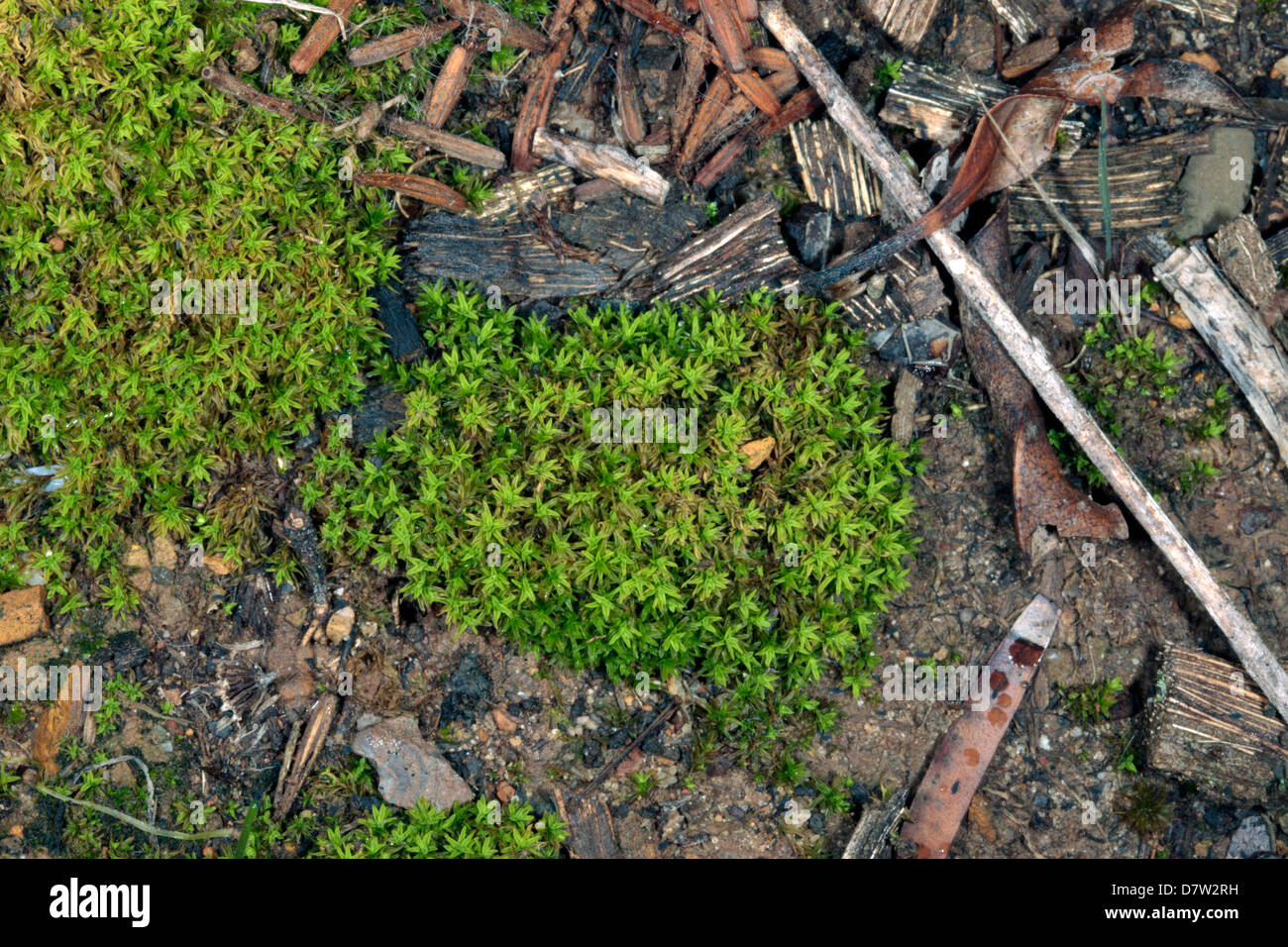 Nahaufnahme von Twisted Moss/Star Moss - Tortula Ruralis - Familie Pottaceae Stockfoto