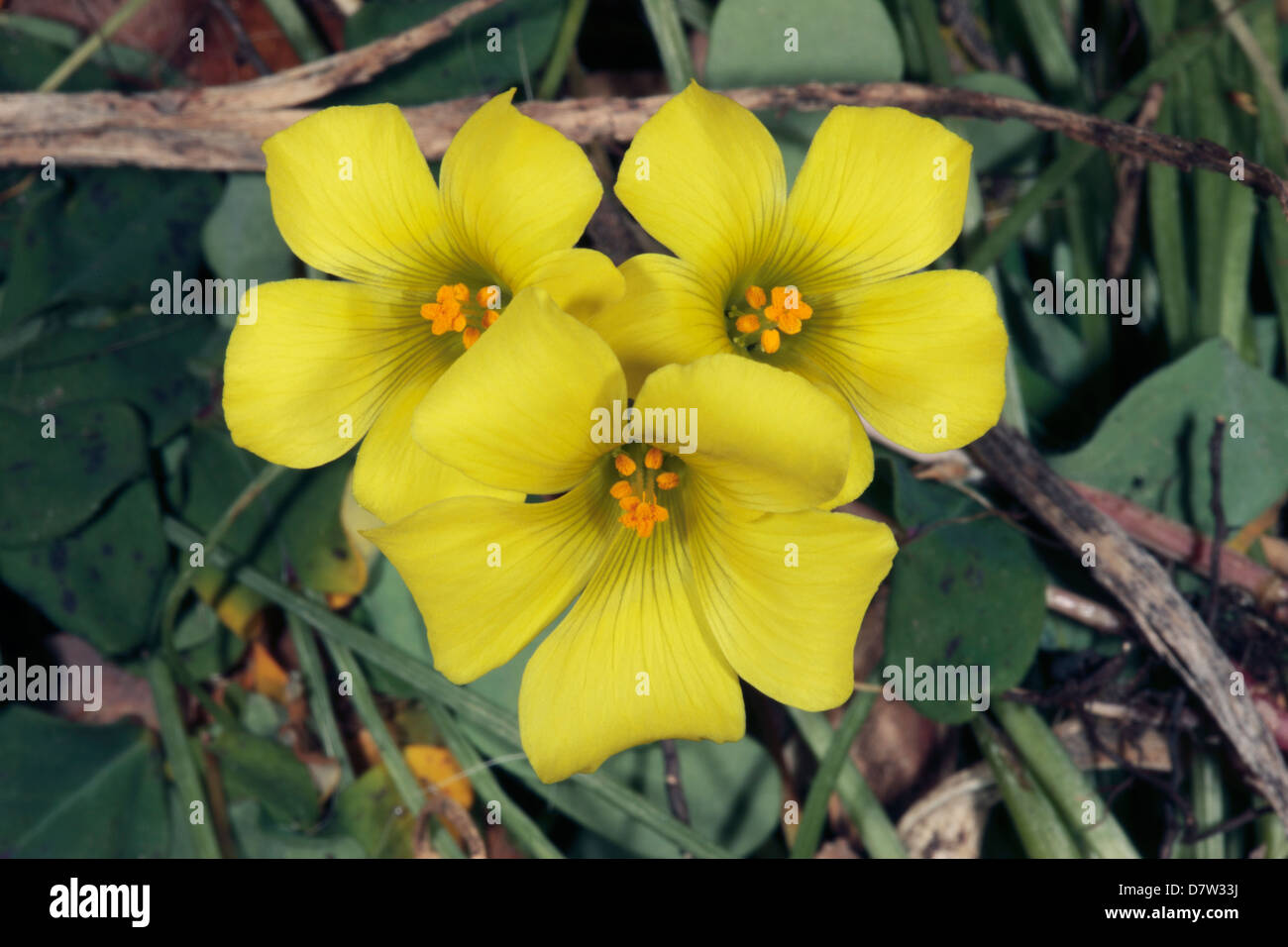 Gelber kriechender sauerklee -Fotos und -Bildmaterial in hoher Auflsung   Alamy