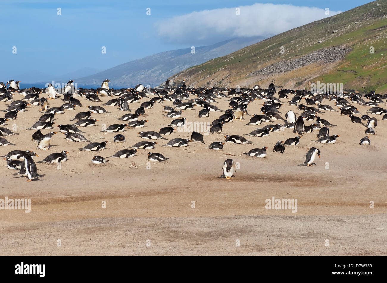Gentoo Penguin (Pygoscelis Papua) Rookery, Saunders Island, Falkland-Inseln, Südamerika Stockfoto