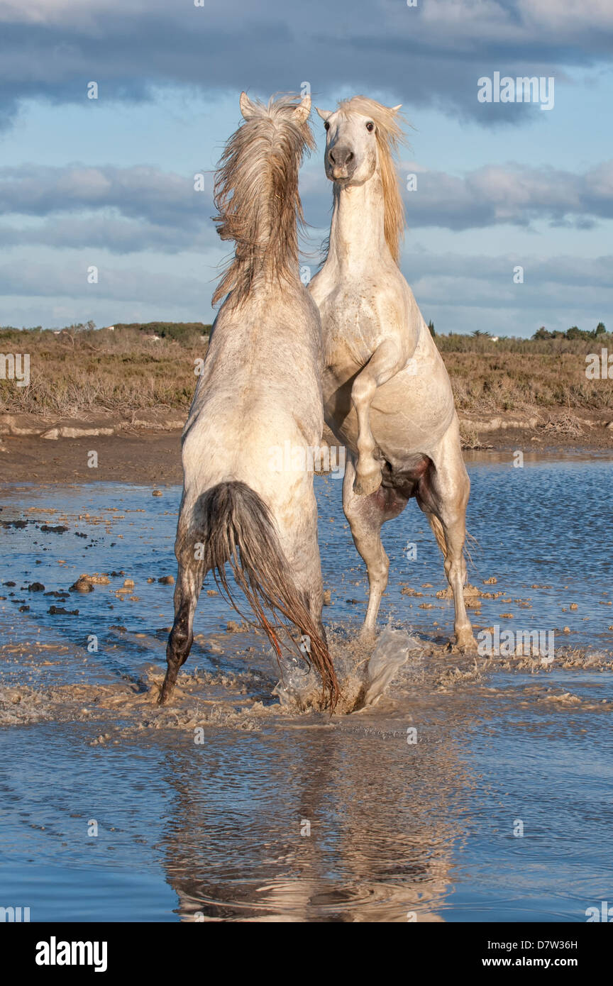 Camargue-Pferde, Hengste, die Kämpfe im Wasser, Bouches du Rhone, Provence, Frankreich Stockfoto