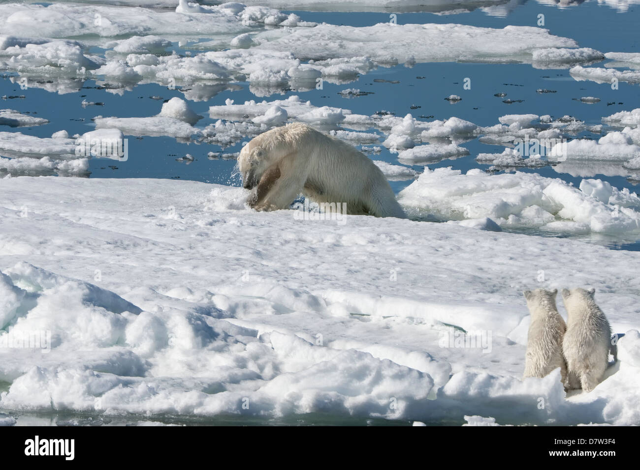 Weiblichen Eisbären jagen eine Ringelrobbe, begleitet von zwei jungen, Svalbard-Archipel, Barents-See, Norwegen, Skandinavien Stockfoto