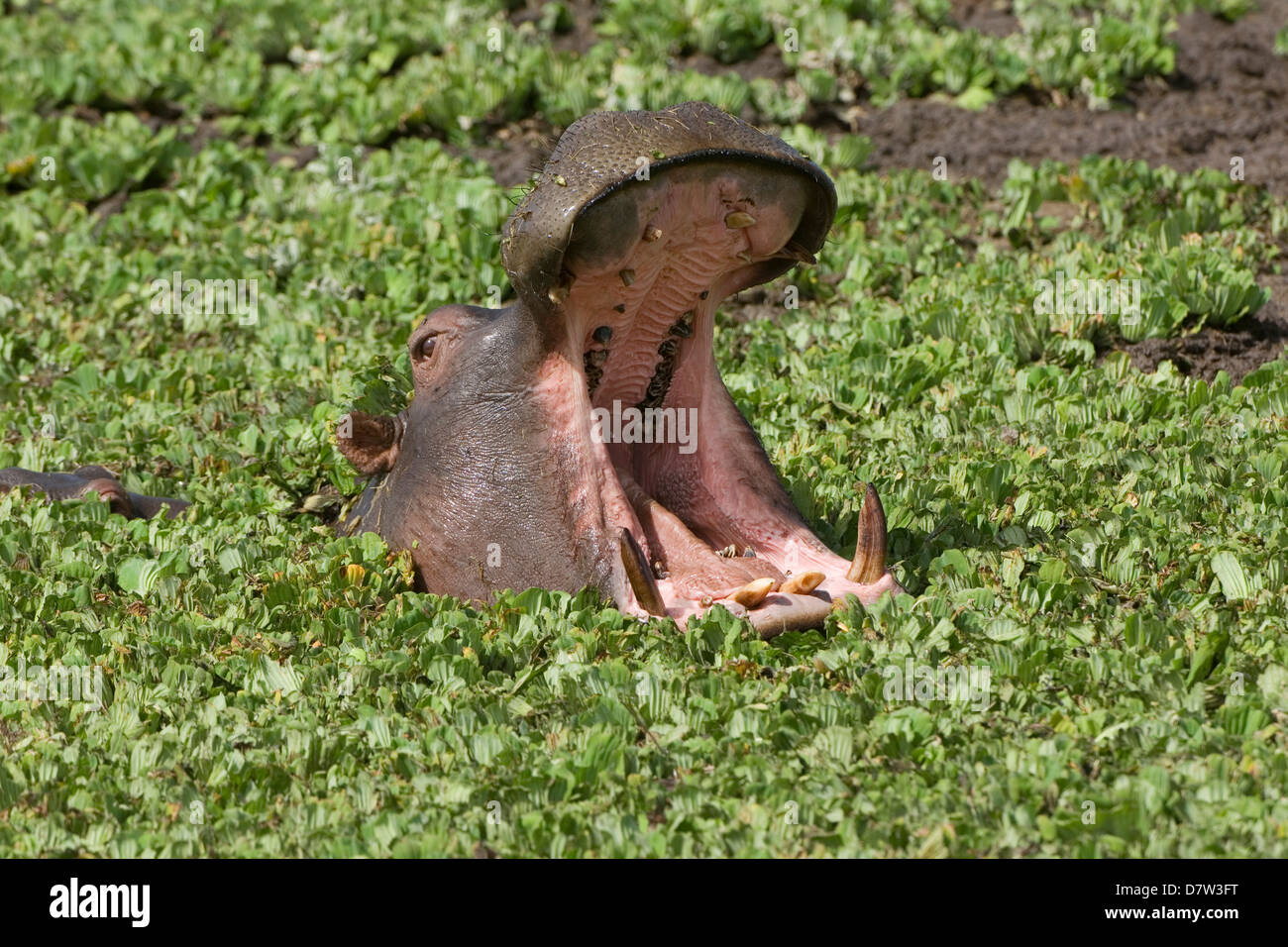 Flusspferd (Hippopotamus Amphibius) Gähnen in das Wasser, Masai Mara, Kenia, Ostafrika Stockfoto