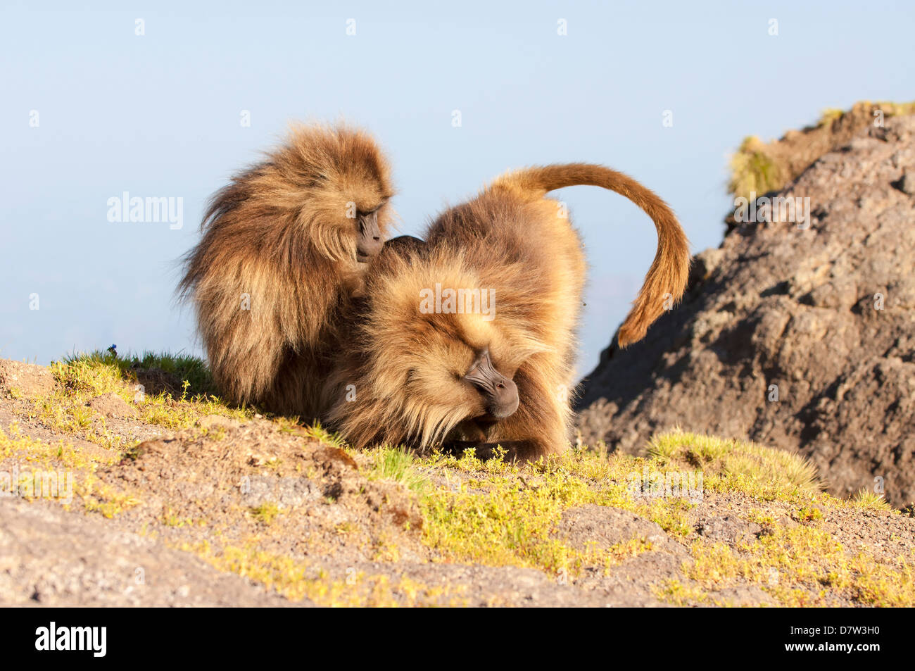 Gelada Pavian (Theropithecus Gelada) pflegen einander, Simien Mountains Nationalpark, Amhara Region, Nord-Äthiopien Stockfoto