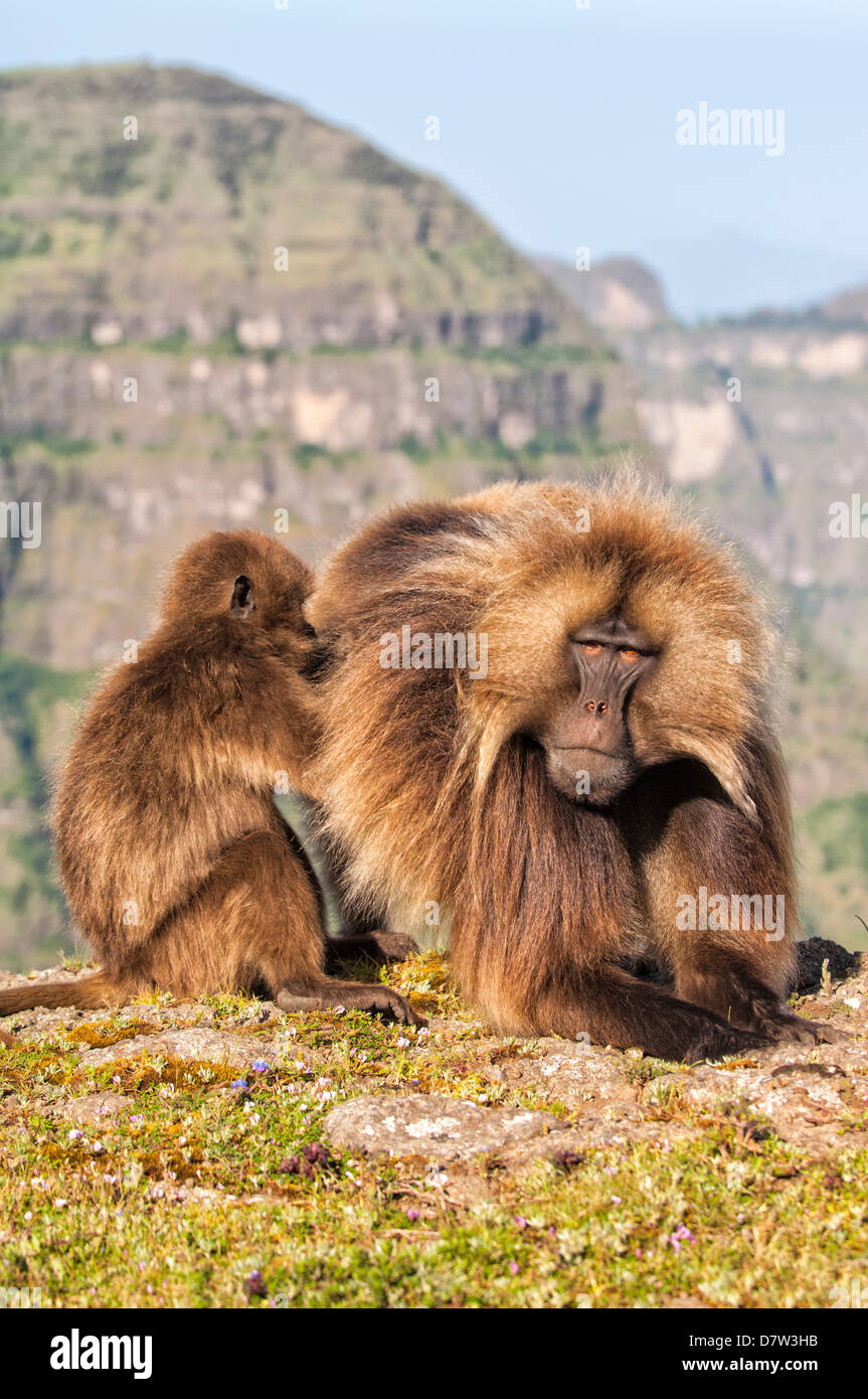 Gelada Paviane (Theropithecus Gelada) pflegen einander, Simien Mountains Nationalpark, Amhara Region, Nord-Äthiopien Stockfoto