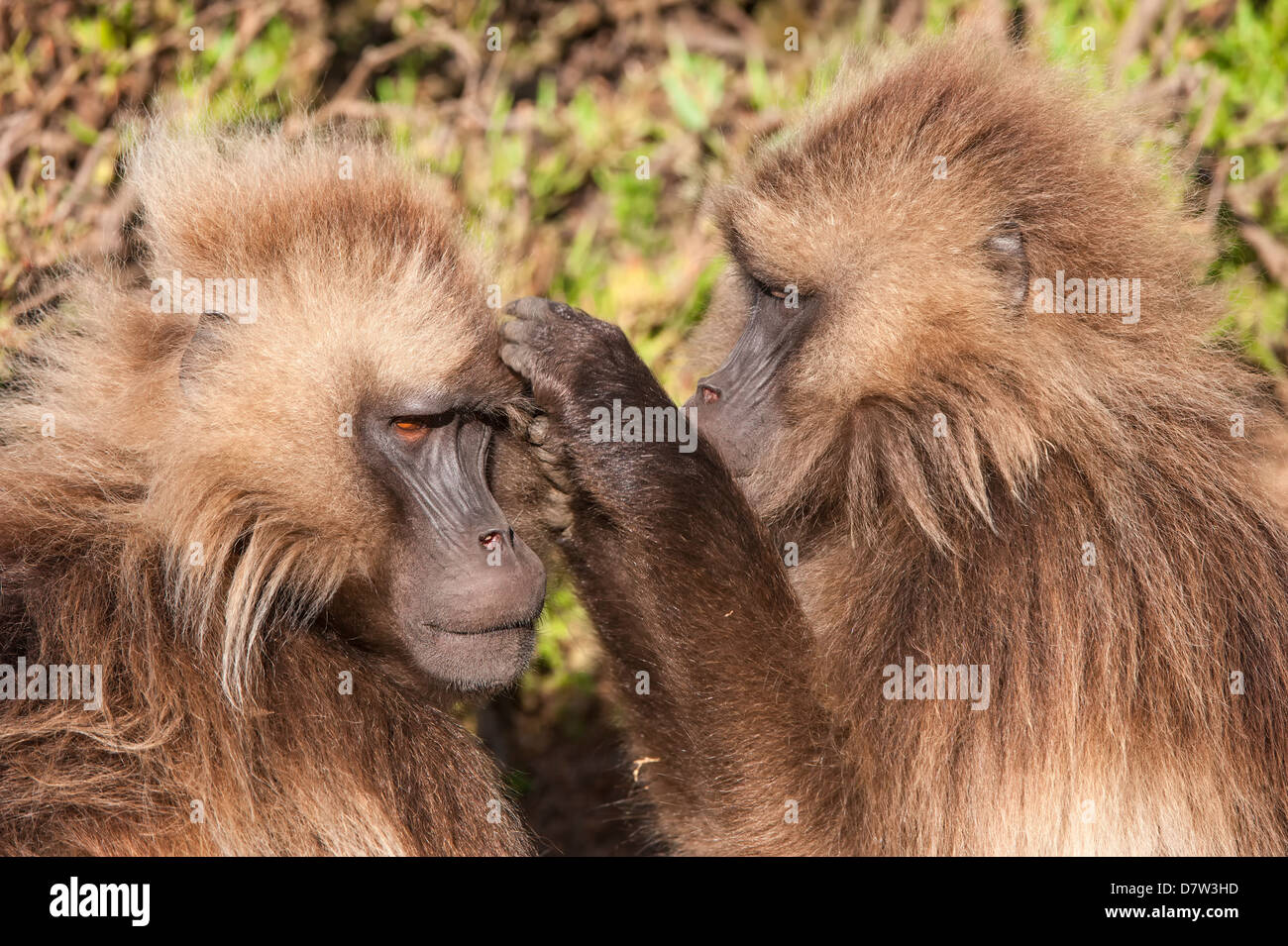 Gelada Paviane (Theropithecus Gelada) pflegen einander, Simien Mountains Nationalpark, Amhara Region, Nord-Äthiopien Stockfoto