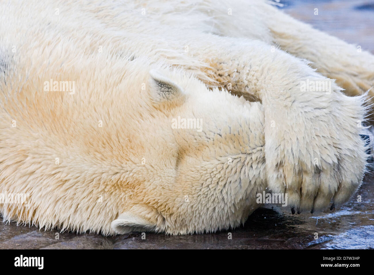 Eisbär liegend Stockfoto